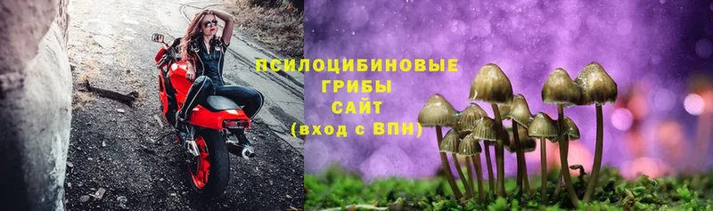 купить   Ессентуки  Псилоцибиновые грибы Psilocybine cubensis 